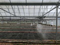 走进习水县桑木镇银厂村烤烟育苗